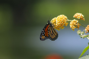 Monarch butterfly hangs from a yellow wildflower