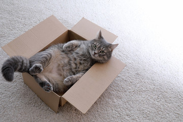 Cute grey tabby cat in cardboard box on floor at home - obrazy, fototapety, plakaty