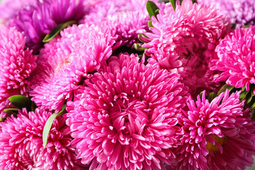 Beautiful aster flowers as background, closeup view