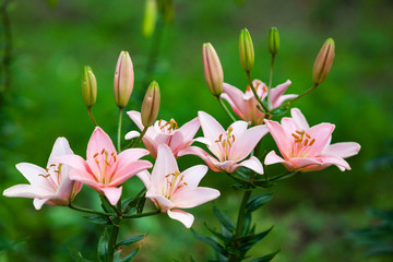 pink lily flowers on green background