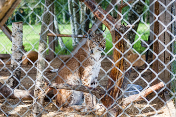 portrait of a lynx behind fenster © Cimermane