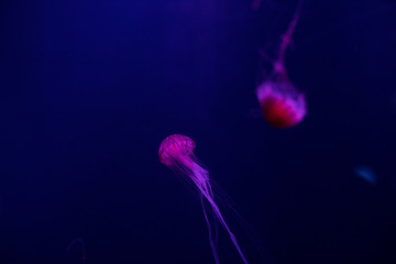 jellyfish in a deep dark blue water