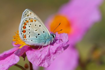 Polyommatus icarus 640