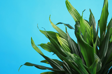 Tropical leaves on blue background, closeup. Stylish interior element