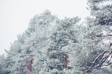 Beautiful winter snowy tree branch covered with snow at frosty afternoon 