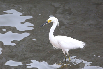 great blue heron in water