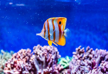 Red sea Tropical ornamental fish,colorful angel fish,Longnose Butterflyfish, Forceps Fish, Yellow Longnose Butterflyfish,Copperband butterflyfish,Forcipiger flavissimus