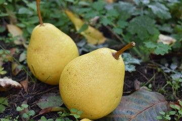  pears