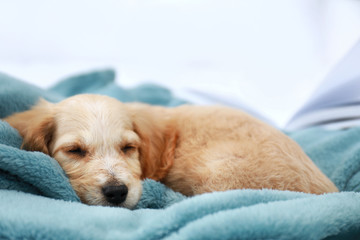 Cute English Cocker Spaniel puppy sleeping on plaid