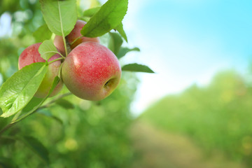 Tree branch with ripe apples in garden