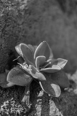 Fototapeta na wymiar succulents