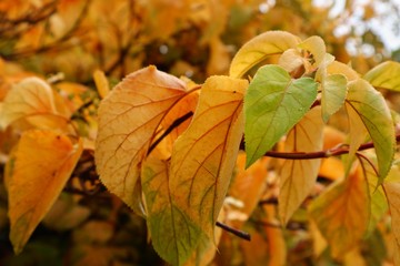 Obraz premium Autumnal shrub with yellow and green leaves