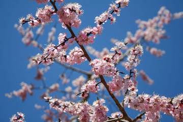 cherry blossoms blue sky