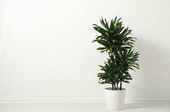 Tropical Plant With Lush Leaves On Floor Near White Wall. Space For Text