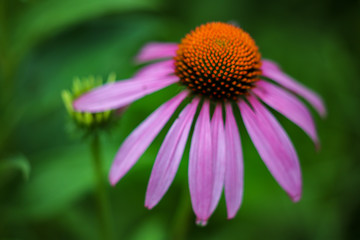 Purple coneflower seen from above