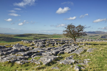 Fototapeta na wymiar landscape with blue sky, an isolated Hawthorne tree on a limestone pavement in the Yorkshire Dales
