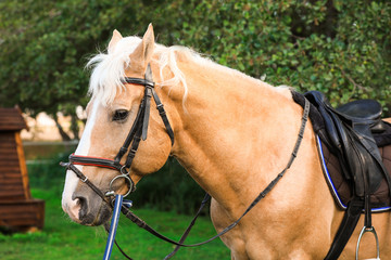 Obraz premium Palomino horse in bridle at green park
