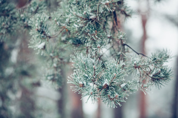 Beautiful winter snowy tree branch covered with snow at frosty afternoon 