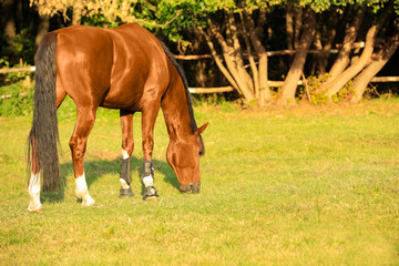 Obraz premium Beautiful chestnut horse grazing on green pasture