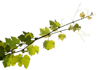 The texture of a grape vine isolated on a white background. © vladk213