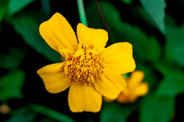 yellow marigold