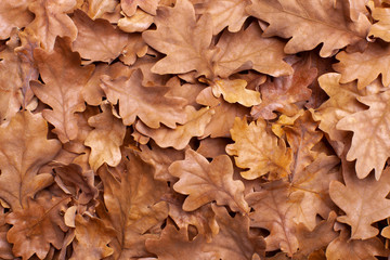 Fallen autumn leaves as background. Top view