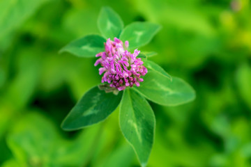 flower ща clover in garden