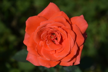 red rose in the garden