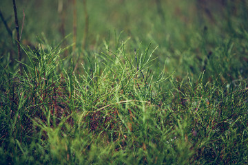 green grass in the wind