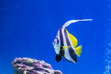 Angel fish swimming on the coral reefs in the Red Sea