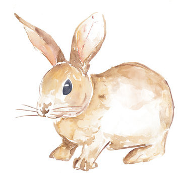 Cute Bunny Watercolor Painted