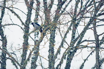 branches of a tree in winter with bird crow  in the middle