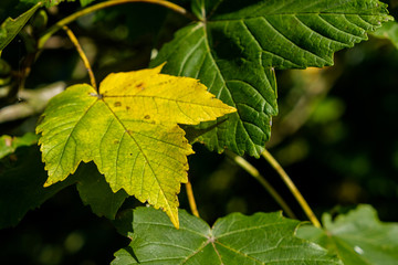 Colorful autumn leaves closeup