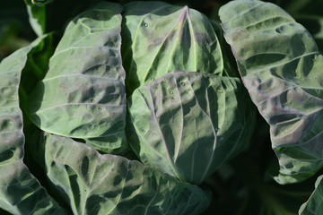 Background of a green plantation with cabbage and cabbage leaves in autumn in sunlight