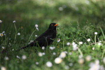Amsel