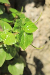 natureza na metrópole