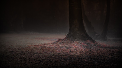 Linden Tree trunk in the early morning Fog. Nikon D500 16-80ED@80mm f/8 1/13s ISO100. Red-Orange...
