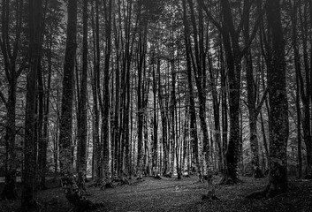 The Dark Beech Forest. B&W processing in lightroom.  At sunset.