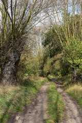 Fototapeta premium Droga w lesie