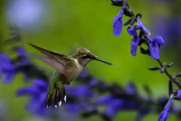 Hummingbird mid-flight with its tongue visible