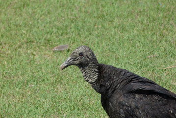 portrait of a vulture