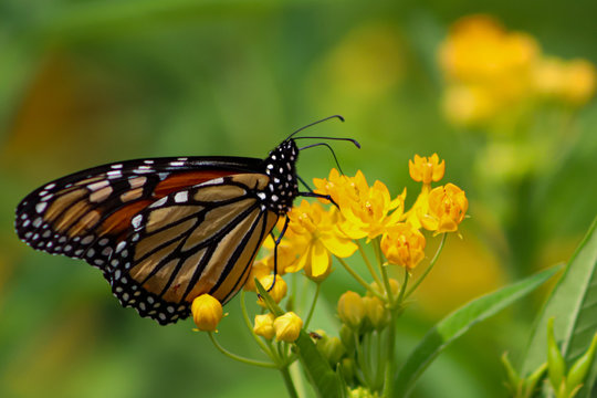 Monarch butterfly sits atop yellow wildflowers