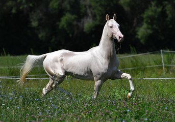 Fototapeta na wymiar Cremello akhal teke stallion running in trot in paddock in trot.