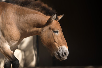 Retrato de un caballo de Przewalski macho