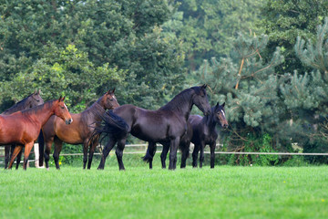 Fototapeta premium Herd of horses observing in the pasture.