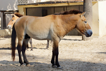 Retrato de un caballo de Przewalski macho