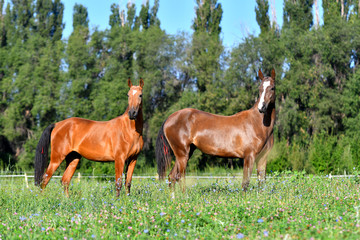 Two akhal teke breed horses, bay and chestnut, standing in the field free. Animal portrait.