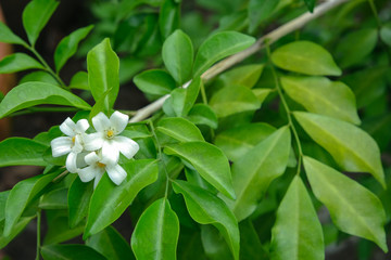 Obraz na płótnie Canvas Fresh bouquet white orange jasmine flower. Beauty green leaves on branch.