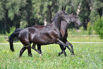 Two black akhal teke breed horses running in the field side by side. 