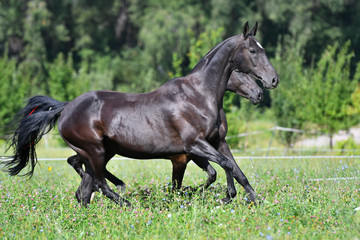 Obraz na płótnie Canvas Two black akhal teke breed horses running in the field side by side. 